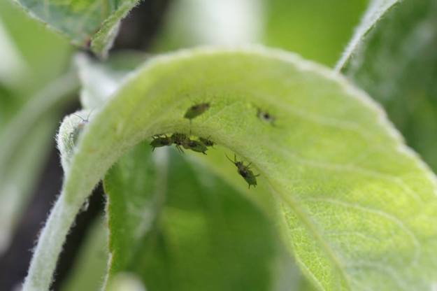 Grøn eplebladlus (Aphis pomi), fotografert i felt då eg arbeidde med plantevern sommaren 2013.