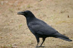 Corvus orientalis liknar svartkråka i utsjånad, men er noko større.