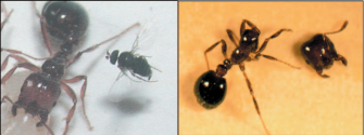 Pukkelfluga Pseudacteon (til høgre i biletet til venstre) går til angrep på ein invaderande argentinsk maur (Solenopsis richteri). I biletet til høgre ser me hovudet til mauren kort tid etter at larva har halshogd ho.